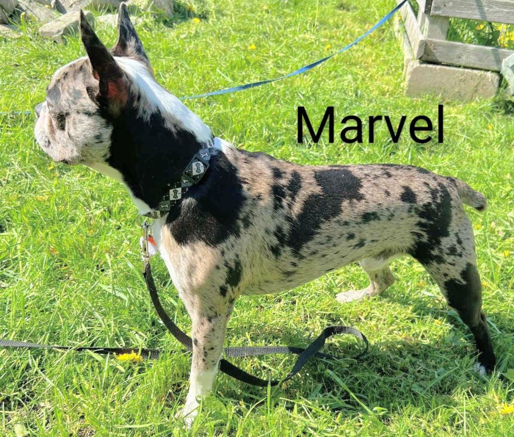 messenger_creation_2b2c9ef3-1cc2-4dd5-bb35-ade12c3abe7d~2103852457299948885.