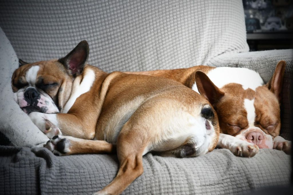 messenger_creation_6b0dd090-b288-4b30-9a5b-636cf5826f642801502350135867519