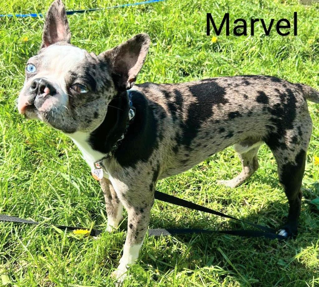 messenger_creation_91aa6375-0fe2-48a9-af2e-9fc01a1ba52d~22732799349854221291.