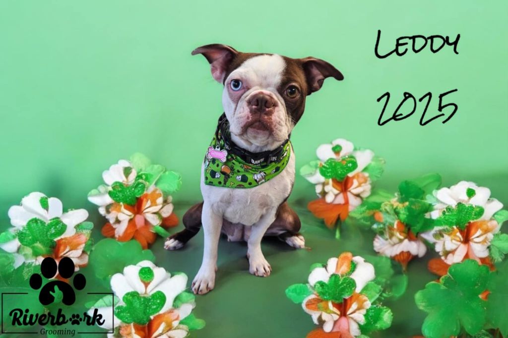 messenger_creation_cbfa1867-b08b-4e07-bc27-d0a1f40ba7c72310378173342072207